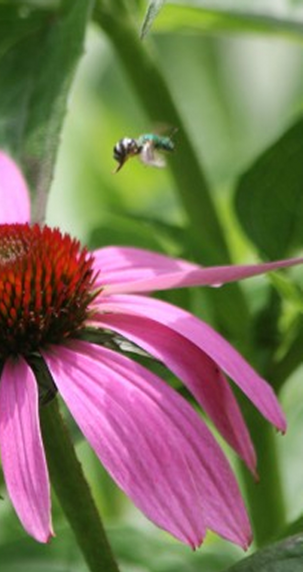 Purple Coneflower and Visitor